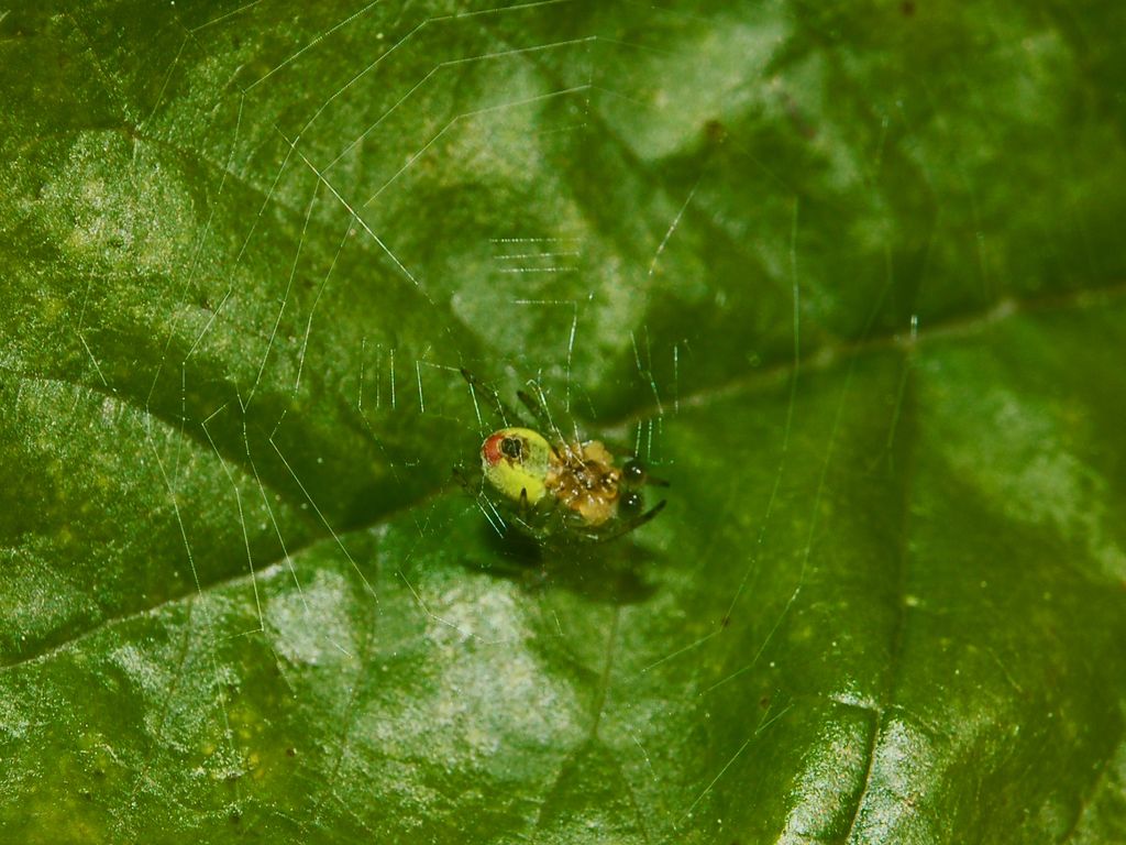 Araniella cucurbitina